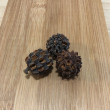 Load image into Gallery viewer, Casuarina Pods -50 gram-