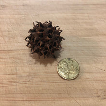 Load image into Gallery viewer, Sweet Gum Cones -10 pcs -