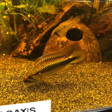 Load image into Gallery viewer, Apistogramma Sp. Abacaxis