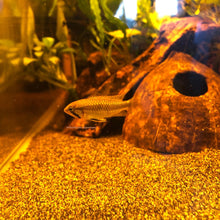 Load image into Gallery viewer, Apistogramma Sp. Abacaxis