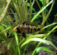 Load image into Gallery viewer, Apistogramma Baenschi