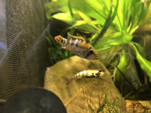 Load image into Gallery viewer, Apistogramma Baenschi