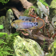 Load image into Gallery viewer, Apistogramma Baenschi