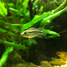 Load image into Gallery viewer, Apistogramma Biteaniata