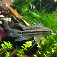 Load image into Gallery viewer, Apistogramma Biteaniata