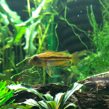 Load image into Gallery viewer, Apistogramma Biteaniata
