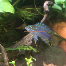 Load image into Gallery viewer, Apistogramma Borellii Opal