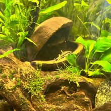 Load image into Gallery viewer, Buddha Pod (Pterygota alata)