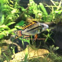 Load image into Gallery viewer, Apistogramma Cacatuoides Super Red
