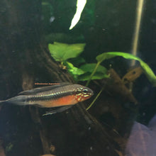 Load image into Gallery viewer, Apistogramma Elizabethea RARE!