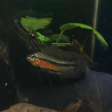 Load image into Gallery viewer, Apistogramma Elizabethea RARE!