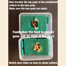 Load image into Gallery viewer, Starter Culture - Grindal Worms (Perfect live food for adults and juveniles)