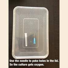 Load image into Gallery viewer, Starter Culture - Grindal Worms (Perfect live food for adults and juveniles)
