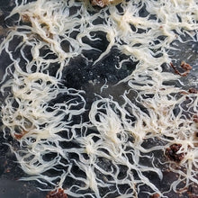 Load image into Gallery viewer, Starter Culture - Grindal Worms (Perfect live food for adults and juveniles)