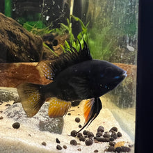 Load image into Gallery viewer, Mikrogeophagus Ramirezi var “Dark Knight/ Black Celestial " Bred by Ben’s Fishworld