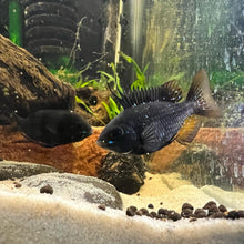 Load image into Gallery viewer, Mikrogeophagus Ramirezi var “Dark Knight/ Black Celestial " Bred by Ben’s Fishworld