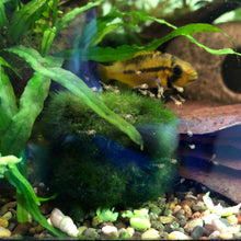 Load image into Gallery viewer, Apistogramma Cacatuoides Super Red