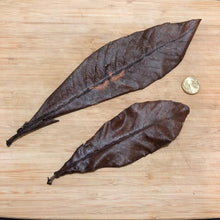 Load image into Gallery viewer, Loquat leaves   -Long lasting slow release of tannins-