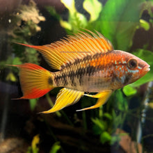 Load image into Gallery viewer, Apistogramma Macmasteri (Fry born 1/6)