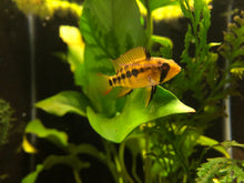 Load image into Gallery viewer, Apistogramma Macmasteri (Fry born 1/6)