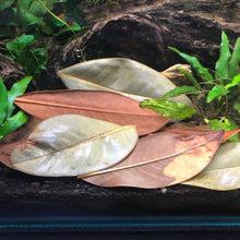 Load image into Gallery viewer, Magnolia Leaves (Magnolia grandiflora) -15 leaves-