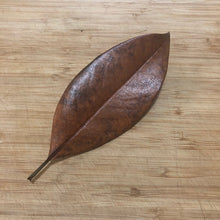 Load image into Gallery viewer, Magnolia Leaves (Magnolia grandiflora) -15 leaves-