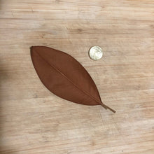 Load image into Gallery viewer, Magnolia Leaves (Magnolia grandiflora) -15 leaves-