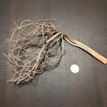 Load image into Gallery viewer, Palm Tree Fronds/Twig (curly)