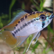 Load image into Gallery viewer, Apistogramma sp. Schwarzkehl F2 RARE!(Pair)