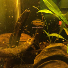 Load image into Gallery viewer, Apistogramma sp. Schwarzkehl F2 RARE!(Pair)
