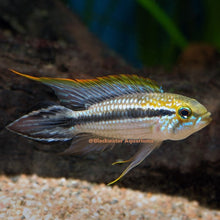 Load image into Gallery viewer, Apistogramma Sp. Tefe