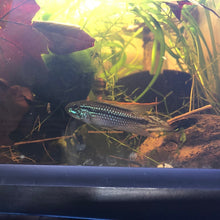 Load image into Gallery viewer, Apistogramma Sp. Tefe