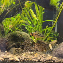 Load image into Gallery viewer, Apistogramma sp. Alto Tapiche RARE!