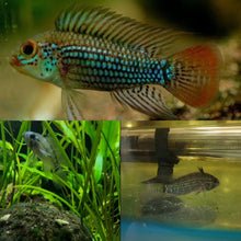 Load image into Gallery viewer, Apistogramma sp. Alto Tapiche F3 EXTREMELY RARE!
