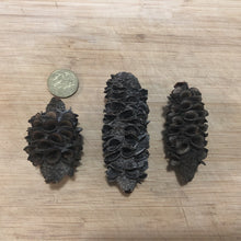 Load image into Gallery viewer, Banksia Seed Pods -3 pieces-