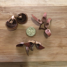 Load image into Gallery viewer, Hakea seed pods -50 gram-