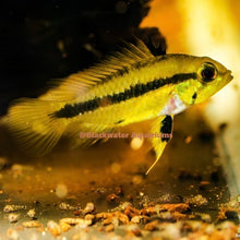 Load image into Gallery viewer, Apistogramma Trifasciata