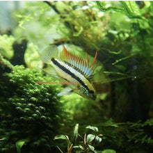 Load image into Gallery viewer, Apistogramma Trifasciata