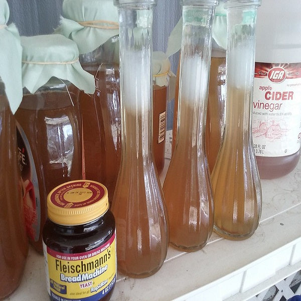 Starter Culture Vinegar Eels (Micro Live Food) Blackwater Aquariums