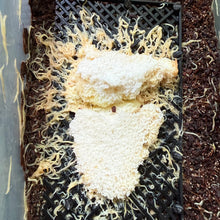 Load image into Gallery viewer, Starter Culture - White Worms (Perfect live food for adults and juveniles)
