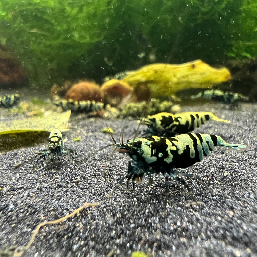 Shadow Galaxy Tiger