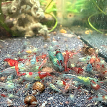 Load image into Gallery viewer, Red Blue Rili (Spider Man) Neocaridina
