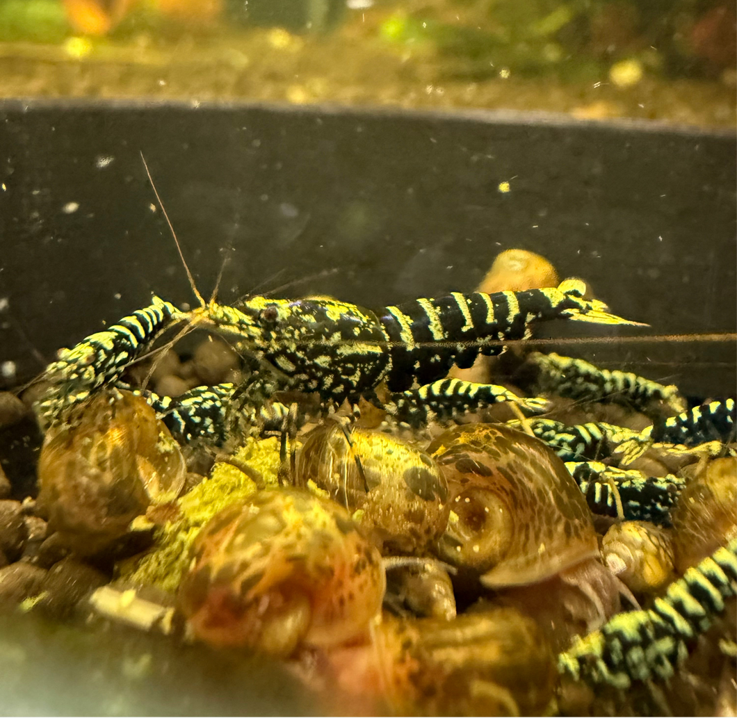 Black Galaxy Zebra