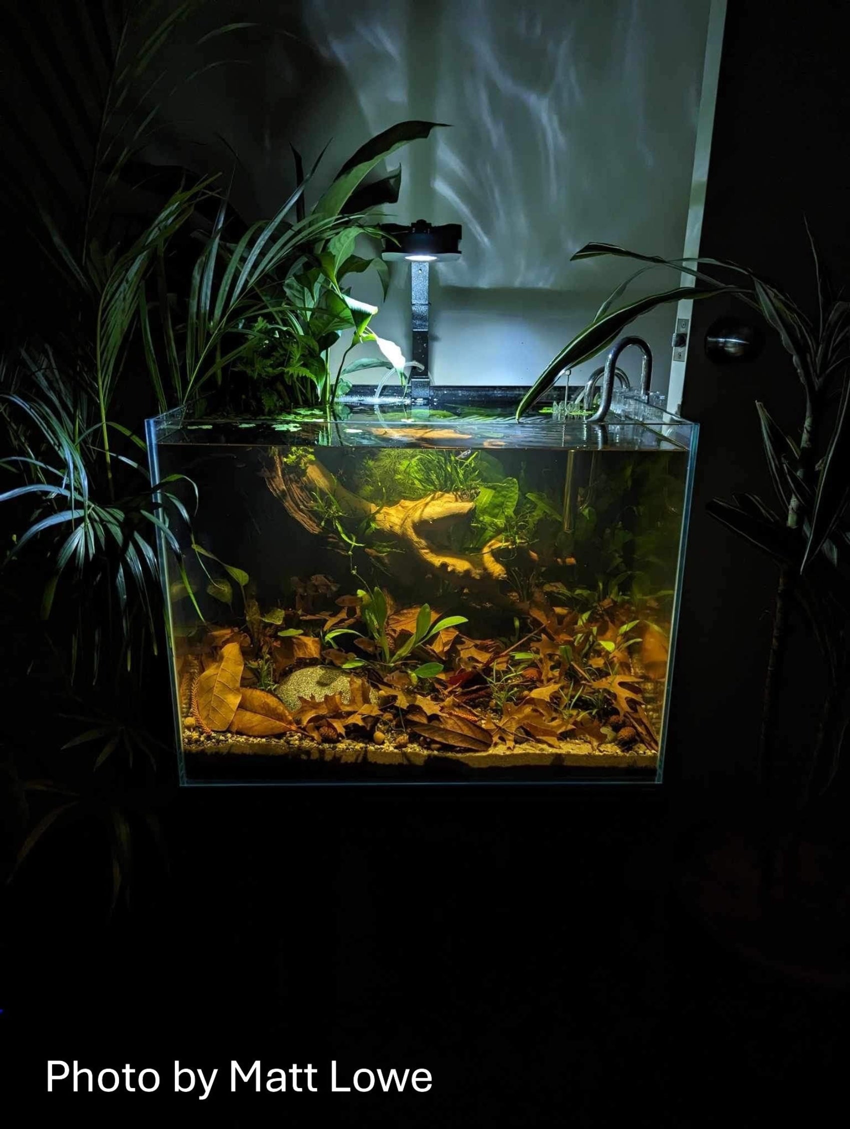 fish tank accessories online australia Aquarium Creative Design Landscaping Treasure Hu Blackwater Aquariums - Recreating The