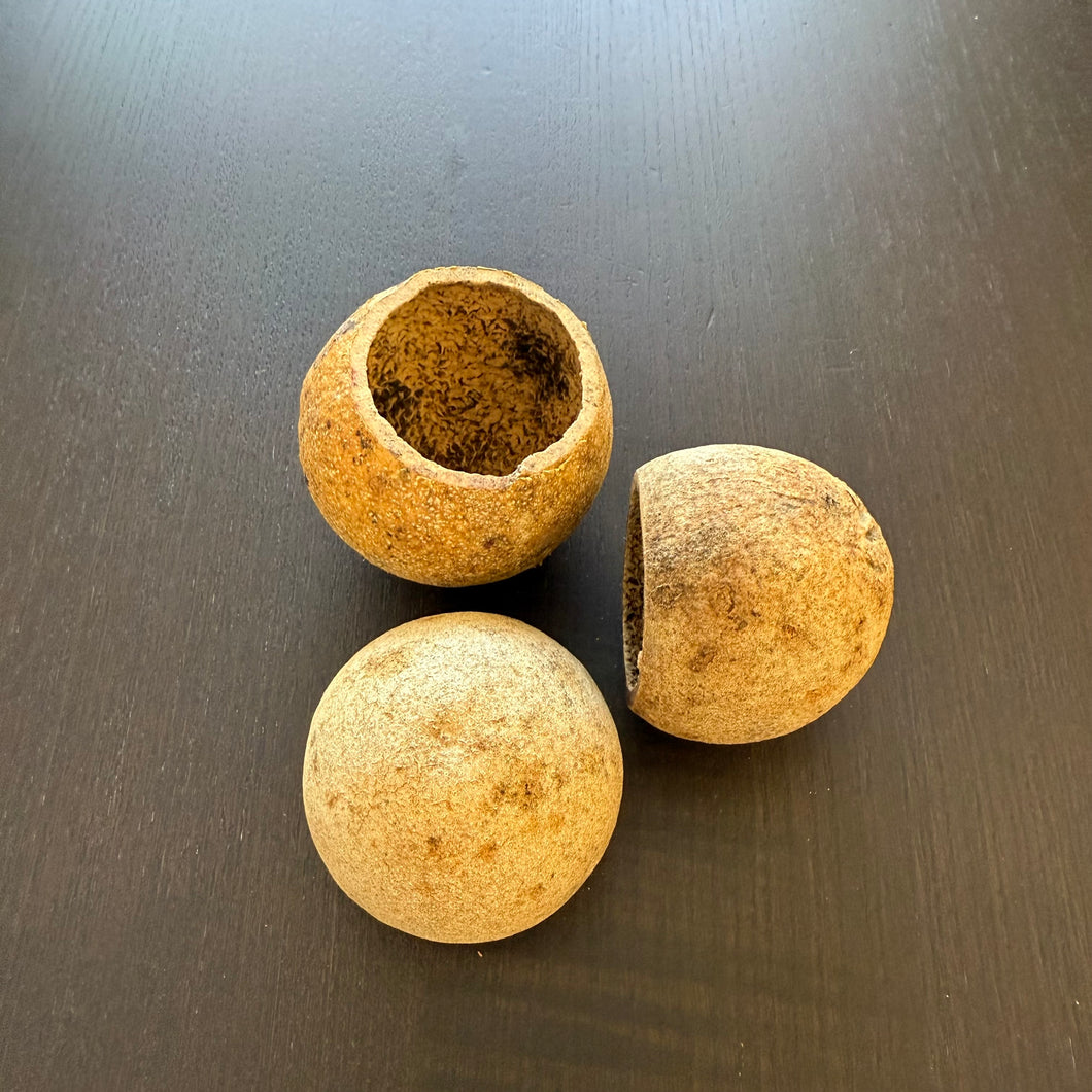 Guava Seed Pod - Amazing natural spawning cave