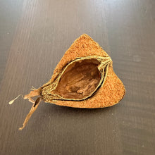 Load image into Gallery viewer, Sea Mango Seed Pods (Cerbera Odollam)

