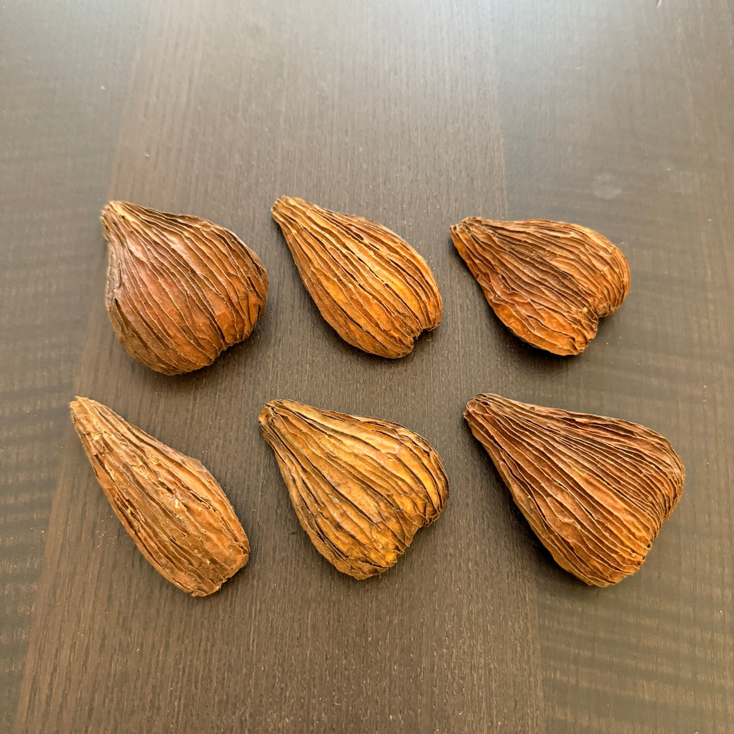 Aguna Pods (Swietenia Macrophylla)