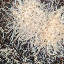 Load image into Gallery viewer, Starter Culture - White Worms (Perfect live food for adults and juveniles)
