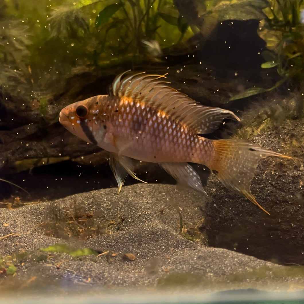 Apistogramma Barlowi