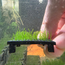 Load image into Gallery viewer, Flame Moss (Taxiphyllum sp. "Flame")

